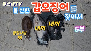 갑오징어 에깅낚시/봄 산란 갑오징어를 찾아서..5부