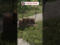 satisfying tree cutting in fs25 #farmsimulator25 #shorts #asmr