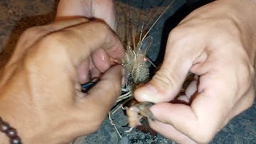 CÂU TÔM SÔNG VÀM NAO