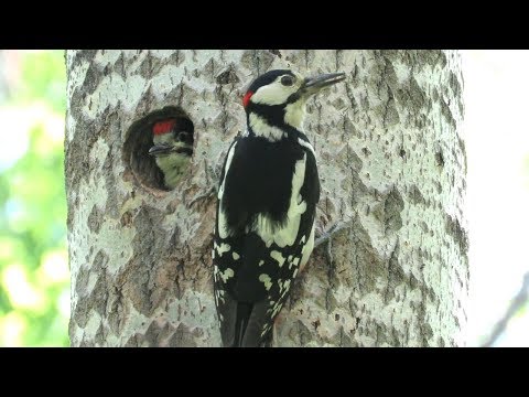 Дятел кормит крикливых птенцов, woodpecker feeds chicks