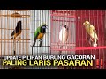 BURUNG GACOR ! MULAI 150RB AN MURAH TAPI KALAU SUDAH JADI MEWAH DI KIOS BURUNG BEKASI TAMBUN