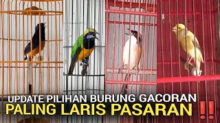 BURUNG GACOR ! MULAI 150RB AN MURAH TAPI KALAU SUDAH JADI MEWAH DI KIOS BURUNG BEKASI TAMBUN 