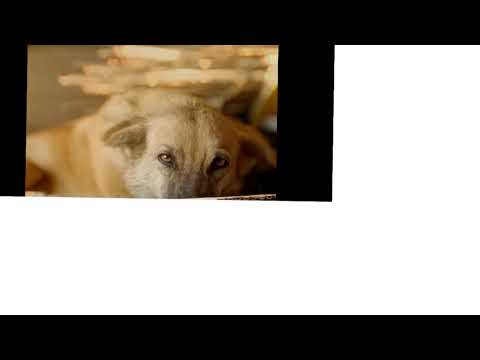 Sai Charan 333 Live Stream