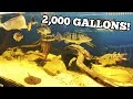 Huge Tanks, Huge Fish, Monster Fish Room In The Mountains *FEEDING*