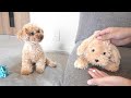 愛犬の前でぬいぐるみを可愛がったら嫉妬よりヤバいことになった
