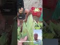 #vidanarroça milho plantado em terra forte é assim