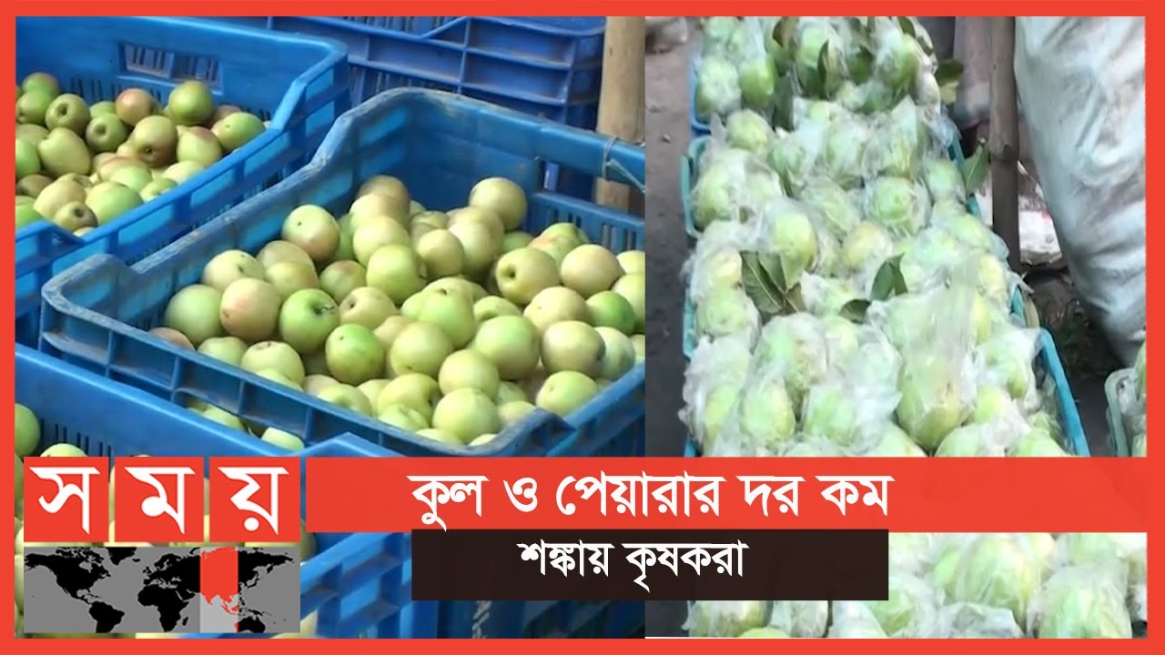 নাটোরে সরবরাহ বেশি থাকায় কমেছে ফলের দাম | Fruit Market | Business News