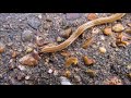 The hammerhead worm Bipalium kewense:  facts and footage