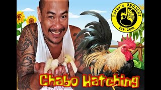 Chabo Hatching