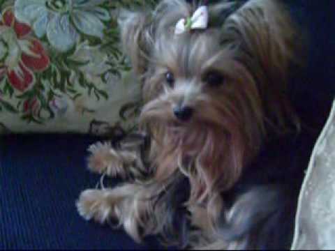 MY LITTLE YORKSHIRE TRACY BY TACIANA GUERRA.wmv