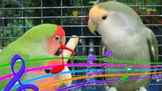 chant inséparable oiseaux HD sound screenshot 1