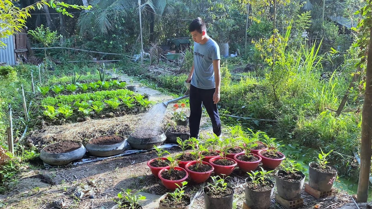 Growing onions and growing langsat plants | Long Ca Farm