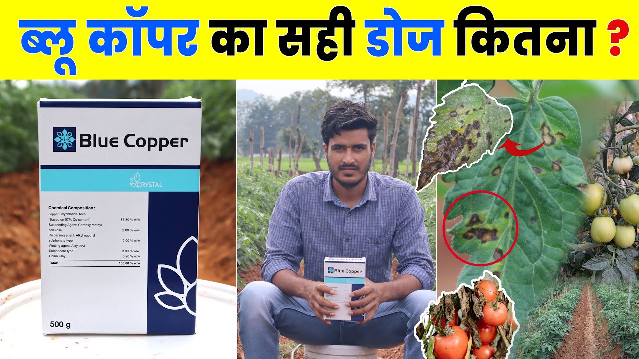 Blue Copper Fungicide use ब्लू कॉपर Copper Oxychloride bluecopper agriculture fungicide