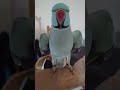 Zeus chatting #bird #parrot #talkingparrot #talkingbird #cute #animals #pets #blue #easter
