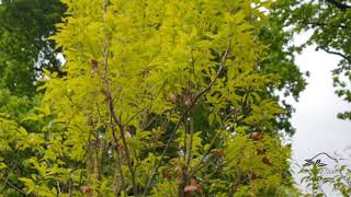 Quercus castaneifolia 'Green Spire' dub kaštanolistý
