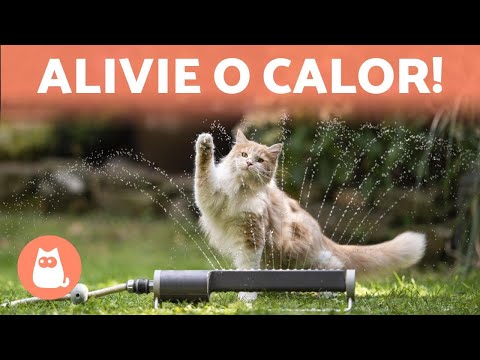 Vídeo: Como saber se um peixe palhaço de água salgada está grávida