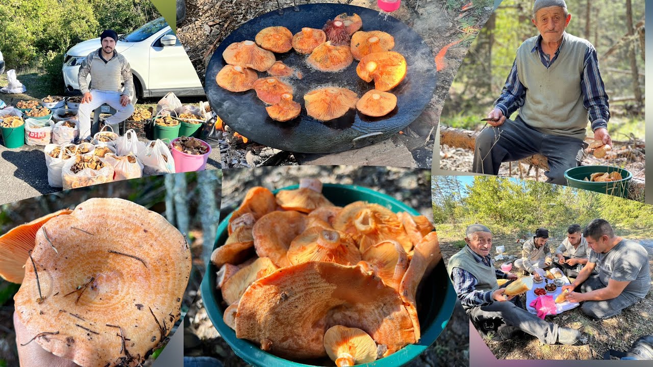 Kanlıca Mantarı topladık  dağda piknik #kanlıcamantarı #mantarcılar #taşköprü