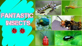 Fantastic insects like a wow 😍