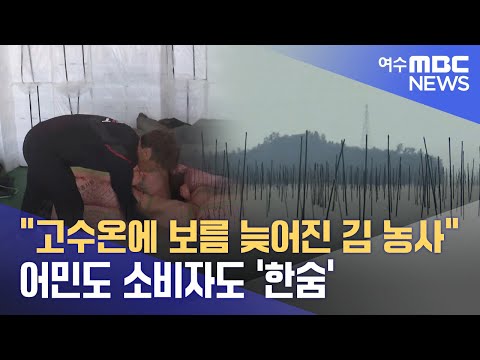 &quot;고수온에 <strong>보름</strong> 늦어진 <strong>김</strong> 농사&quot;..어민도 소비자도 &#39;한숨&#39; -R(241003목/뉴스데스크)뉴스데스크20241003 서일영