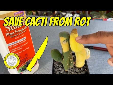 How to save a rare cactus from rot - LEARN THE BASICS TO STOP ROT IN ITS TRACKS!