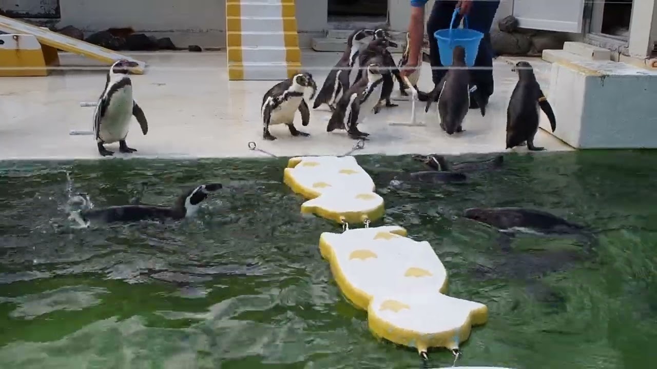 いうことを聞かないペンギンとカラスショー