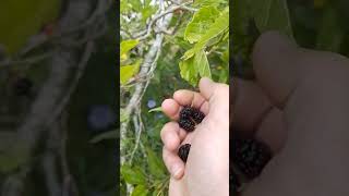 Harvesting Black Mulberries