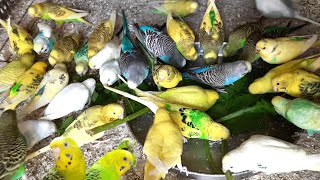Australian Parrots Palne Ki Shuruaat Karna Aor Un Se Achhi Breed Lene Ka Tarika