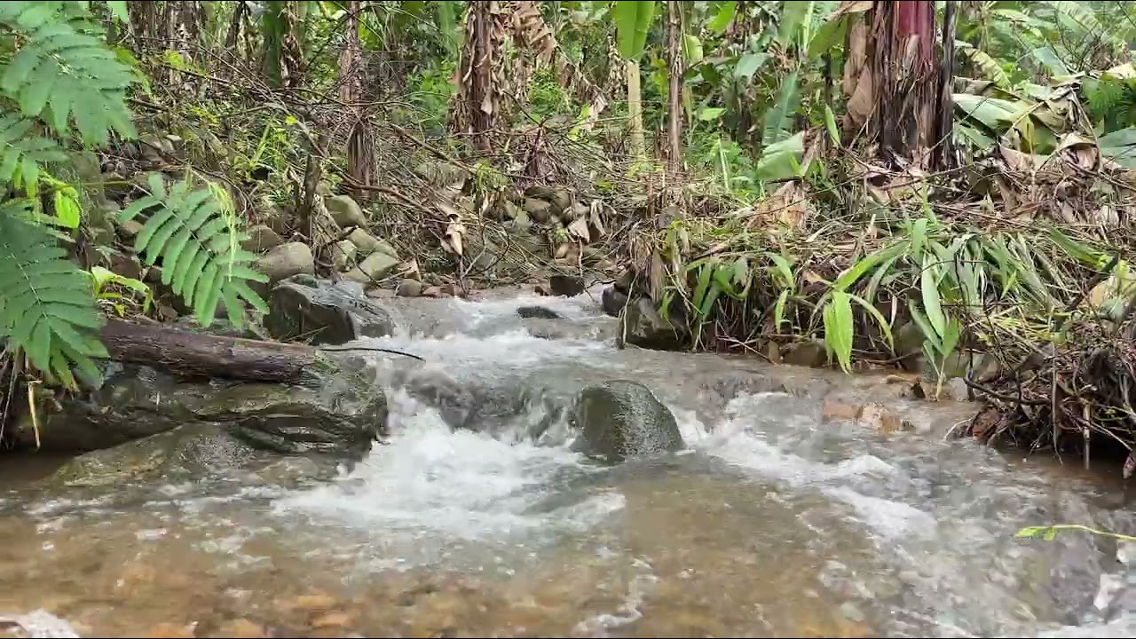 River Water Sounds - Calm River Flow - Relaxing Nature Video