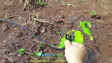 Tưới phun mưa cục bộ chống côn trùng cây ăn trái