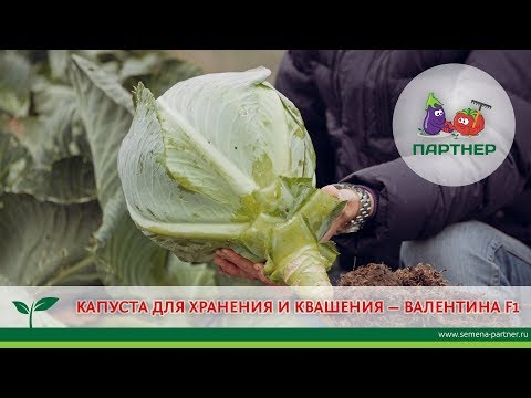 Video: Капуста: керебеттерге ачык түстөрдү кошуңуз