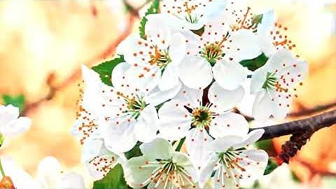 سورة يس بصوت القارئ عبد العزيز عيون السود