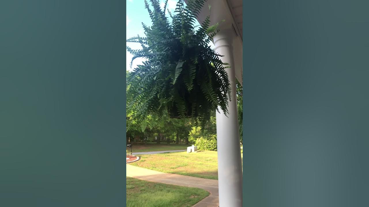 Watering Boston Ferns in Hanging Baskets YouTube