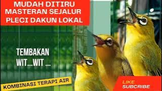 MUDAH DITIRU MASTERAN SEJALUR PLECI DAKUN LOKAL TEMBAKAN WIT.. WIT