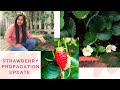 स्ट्रोबेरी उगाने का आसान तरीक़ा (update/Result के साथ देखें)
