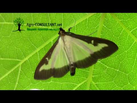Видео: Какво е плевел-пеперуда - как да отглеждаме пеперуда плевел в градината