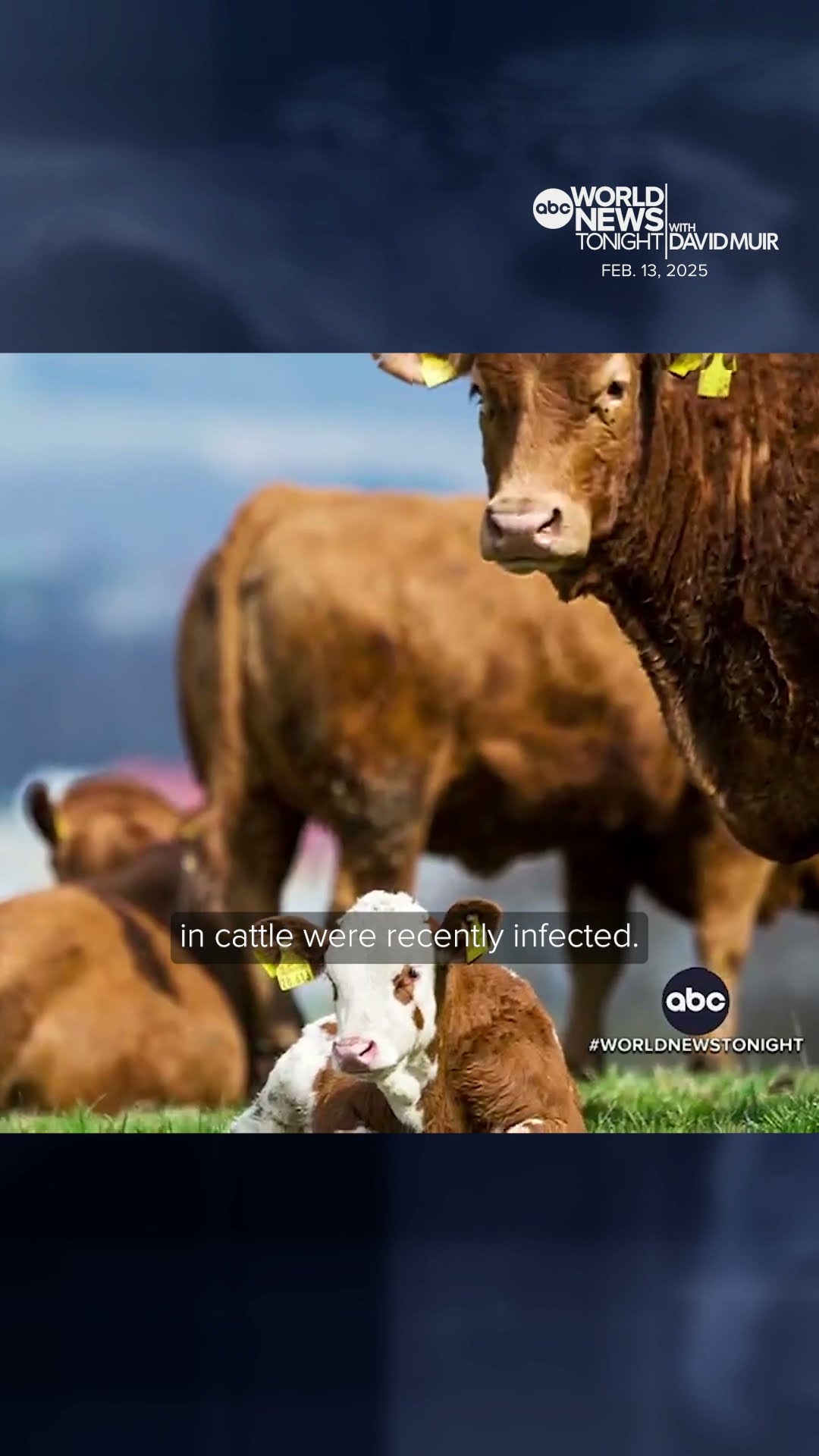 Bird flu cases expand across the U.S.