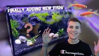 Buying *NANO FISH* for my Desktop Aquarium (Best Beginner Fish)