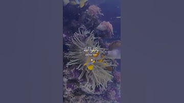 #explore #tiktok #اذكار_المساء #الامارات #السعودية #الجمعة #العراق #اية_الكرسي