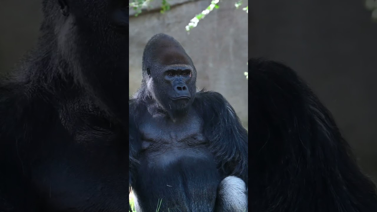 New Silverback, Paul Donn 