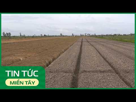 Dong Thap farmers plant scallion bulbs for the 2027 Tet market | THDT