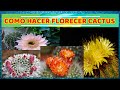 COMO HACER FLORECER CACTUS / CONSEJOR PARA HACER FLORECER CACTUS