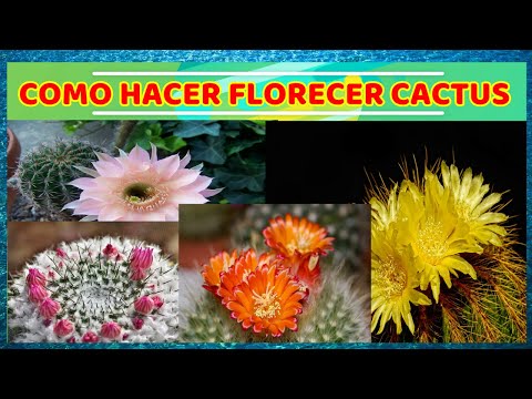 Video: Cómo Hacer Florecer Los Cactus