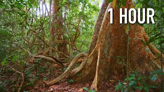 AMAZON JUNGLE Sounds: Sounds of the Peruvian Amazon - 1 HOUR