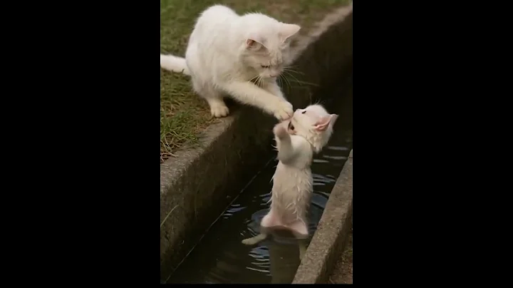 Video 11831461: turkish angora cat, mother cat