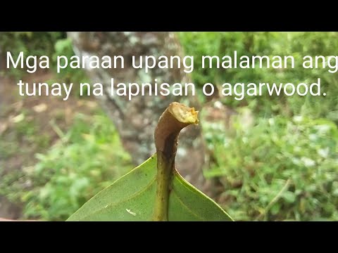 Video: Paano ko makikilala ang isang puno ng tamarack?