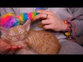 Asmr einschlafen mit meinem baby kater bob 