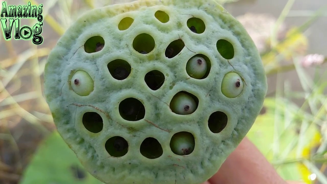 Trypophobia Pictures Test