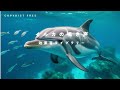 【商用利用可能/フリー素材/著作権フリー/効果音】イルカの鳴き声