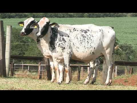 LOTE 68 • 28º LEILÃO MATRIZES TOP LEITE GIROLANDO BELA VISTA • 1339  5431