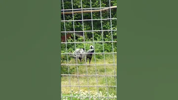 Moscow Zoo.Журавль Красавка -называется еще малым журавлем .Занесен в Красную  книгу .